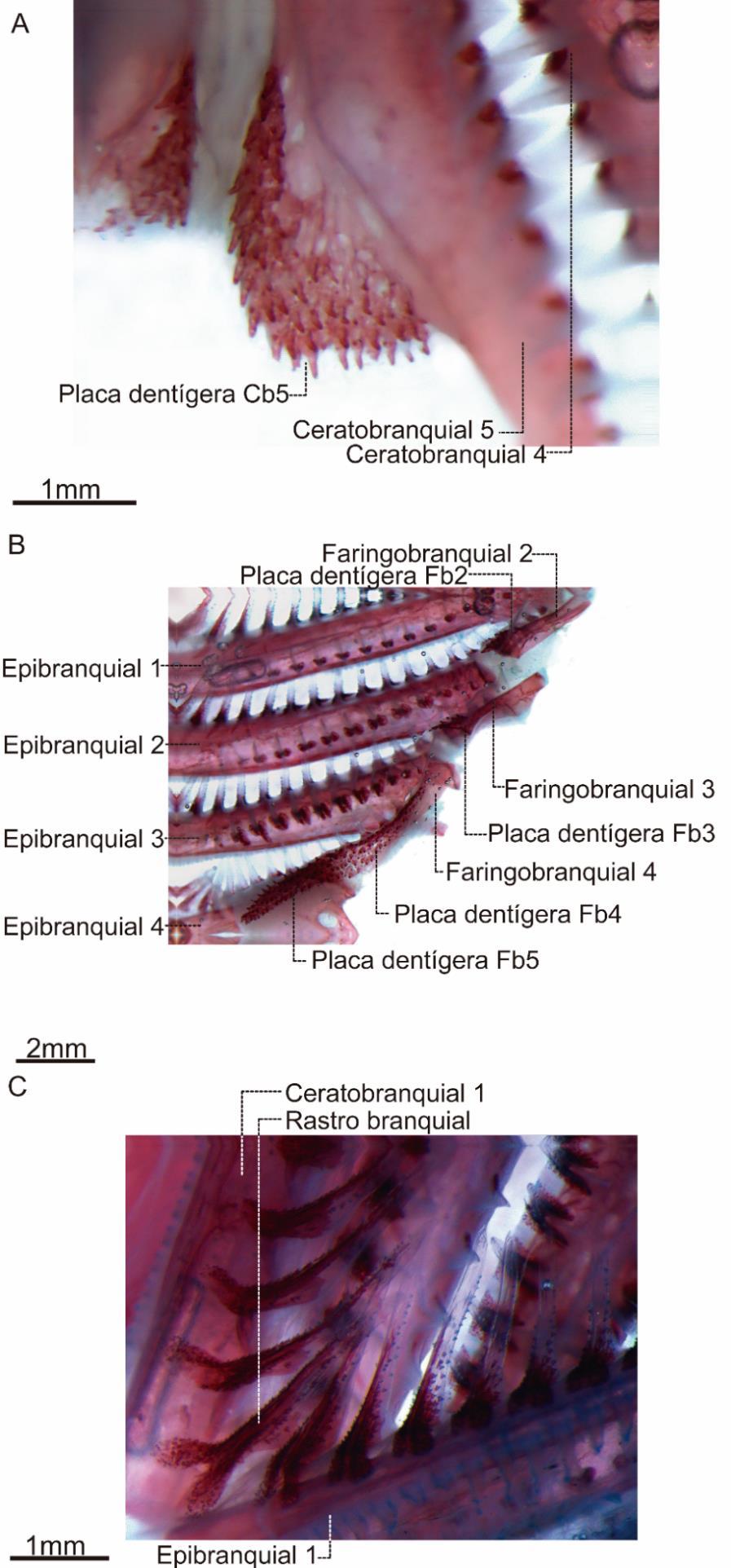 Figura 50.