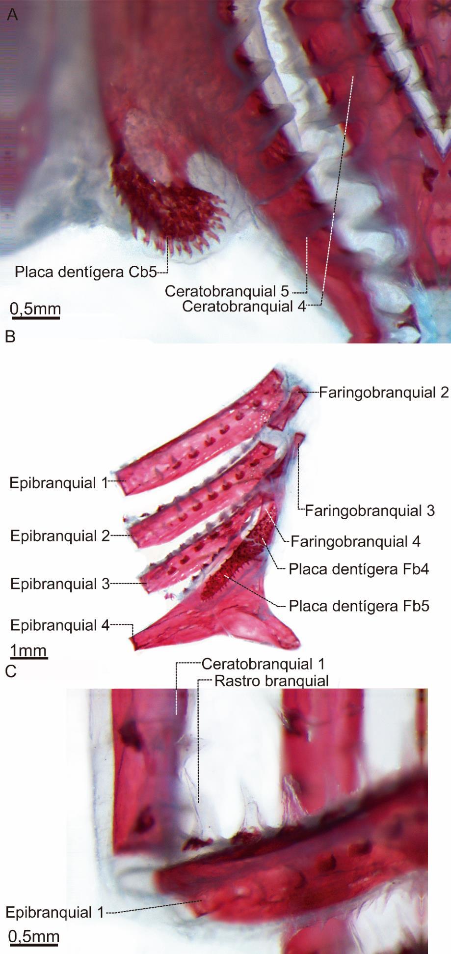 Figura 52.