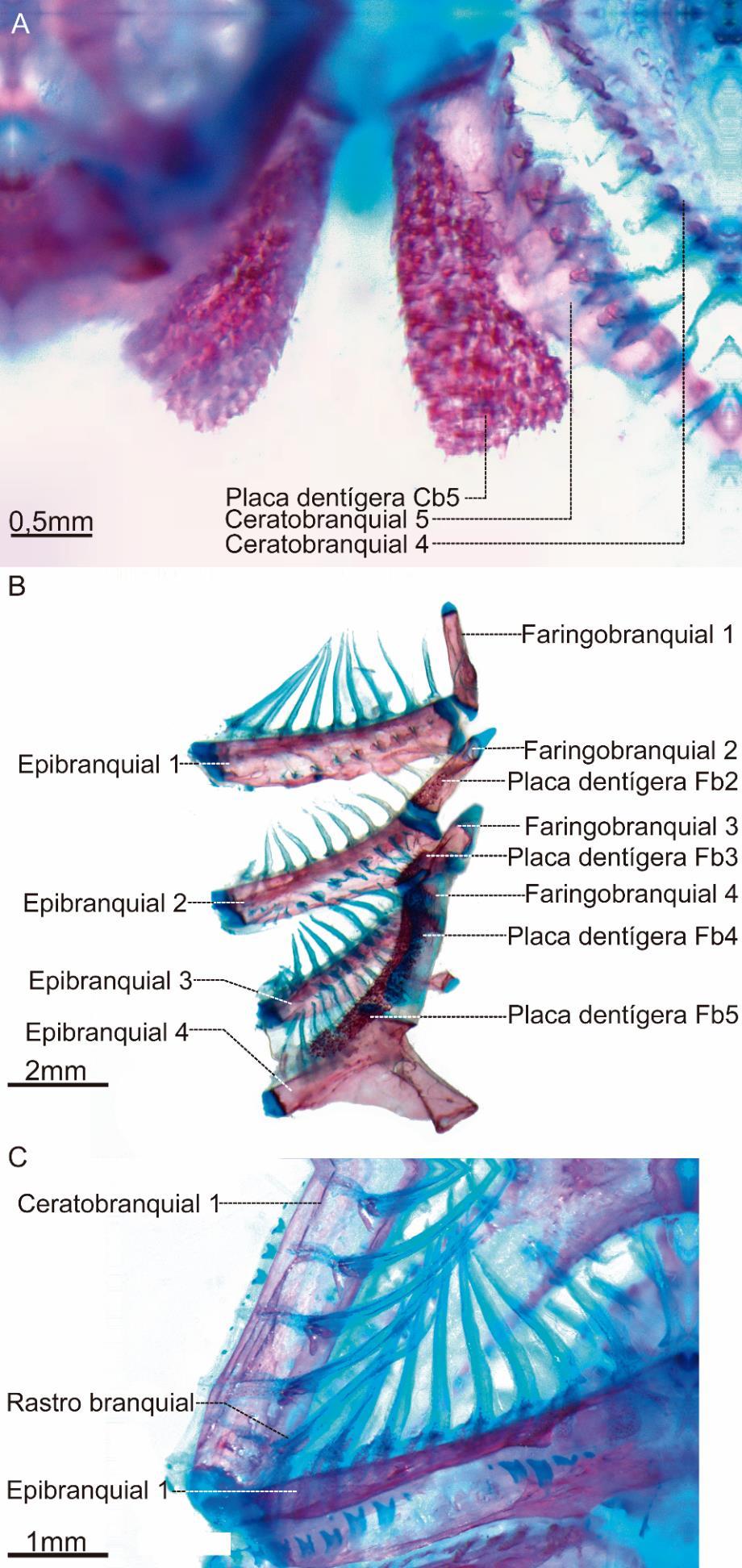 Figura 54.