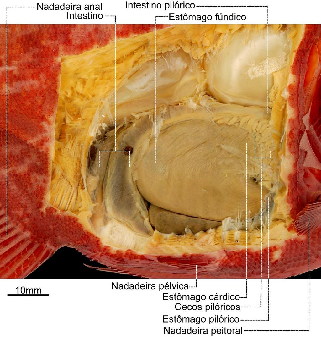 Figura 60. Disposição geral do tubo digestório de Piaractus brachypomus, MZUSP 15201 (99,5 mm CP); Vista lateral direita. Tubo digestório de Mylossoma duriventre O tubo digestório de M.