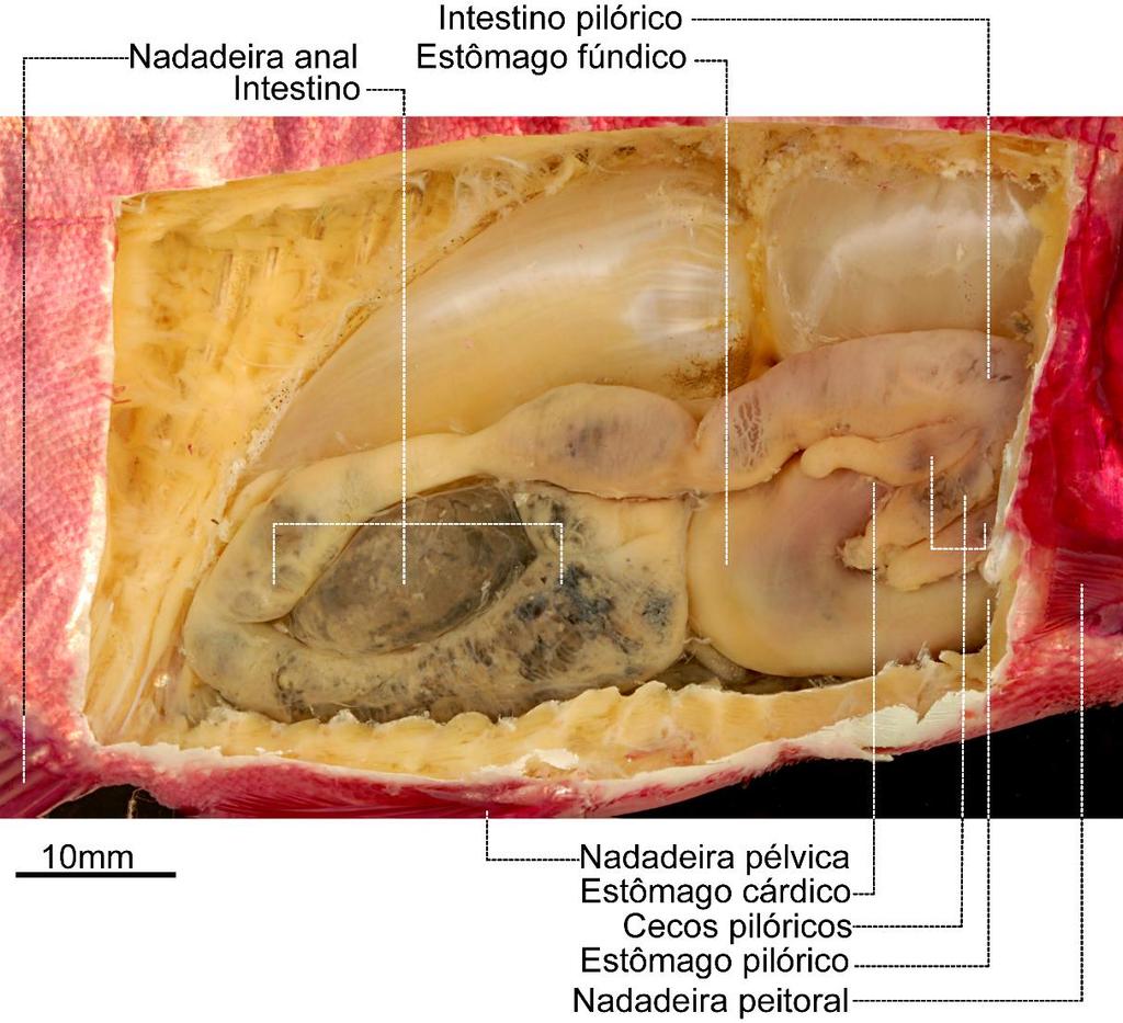 anterior da cavidade peritoneal e não atingindo a origem da nadadeira pélvica. O estômago também possui as regiões cárdica, fúndica e pilórica que não diferem muito em proporções entre si.
