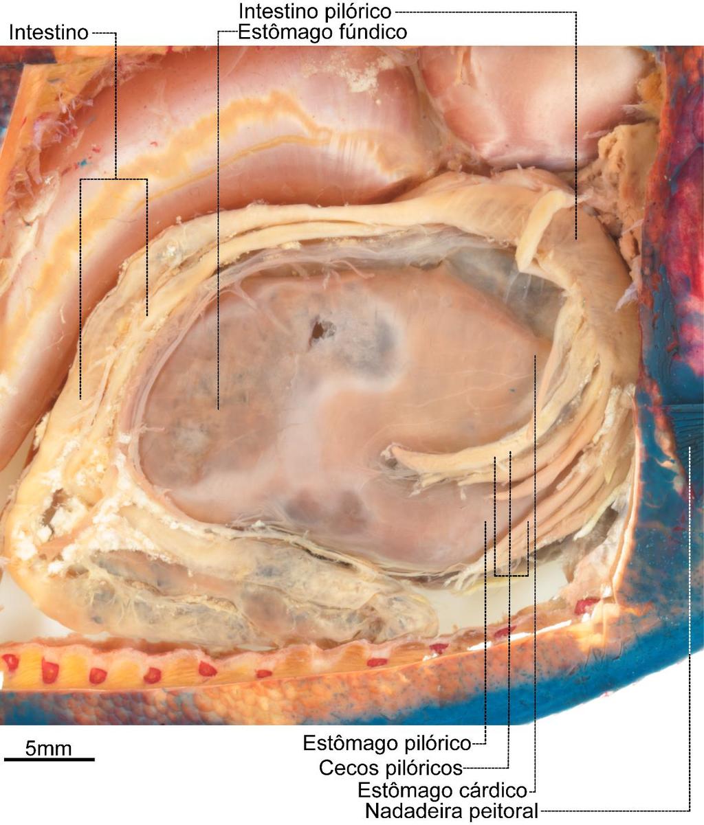 Figura 64. Disposição geral do tubo digestório de Metynnis maculatus, LIRP 10124 (102,9 mm CP); Vista lateral direita. Tubo digestório de Serrasalmus maculatus O tubo digestório de S.