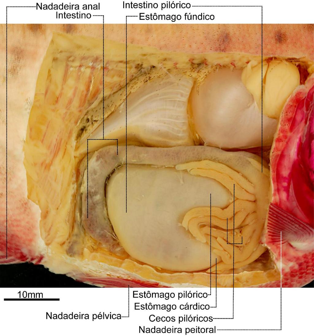 e alongados, sempre dirigidos posteriormente. O intestino completo é relativamente curto, compreendendo entre 65,9% e 73,4% do comprimento total do trato digestório. Figura 65.