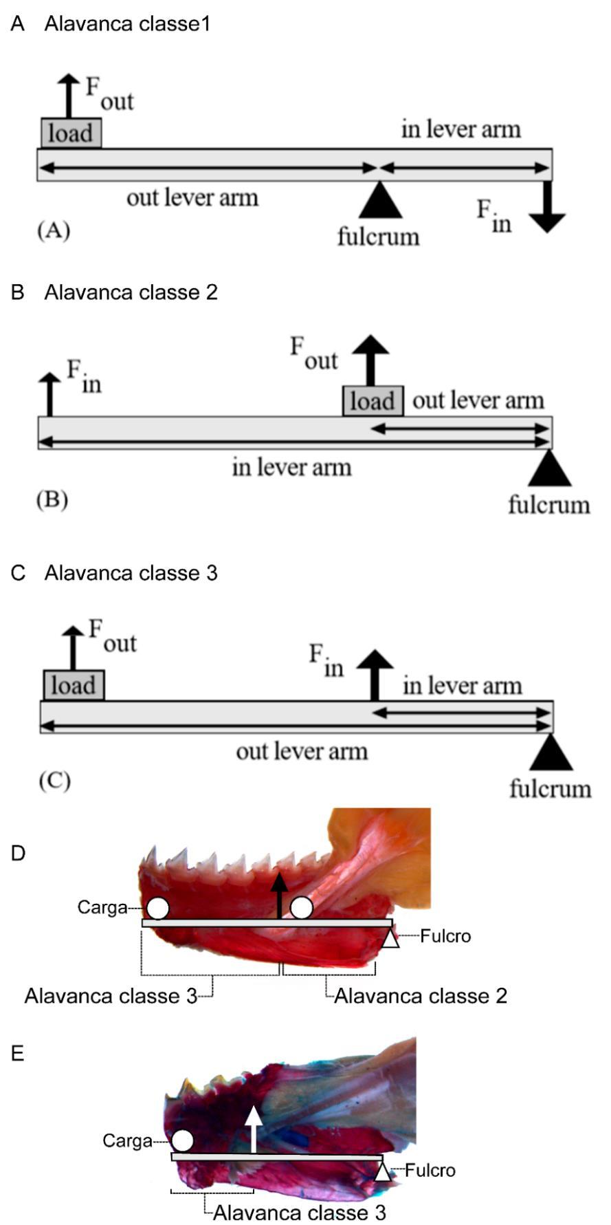 Figura 74. Classes de alavancas presentes nas mandíbulas de Serrasalmidae. A) alavanca classe 1; B) alavanca classe 2; C) alavanca classe 3. Esquema modificado de Westneat (2003).