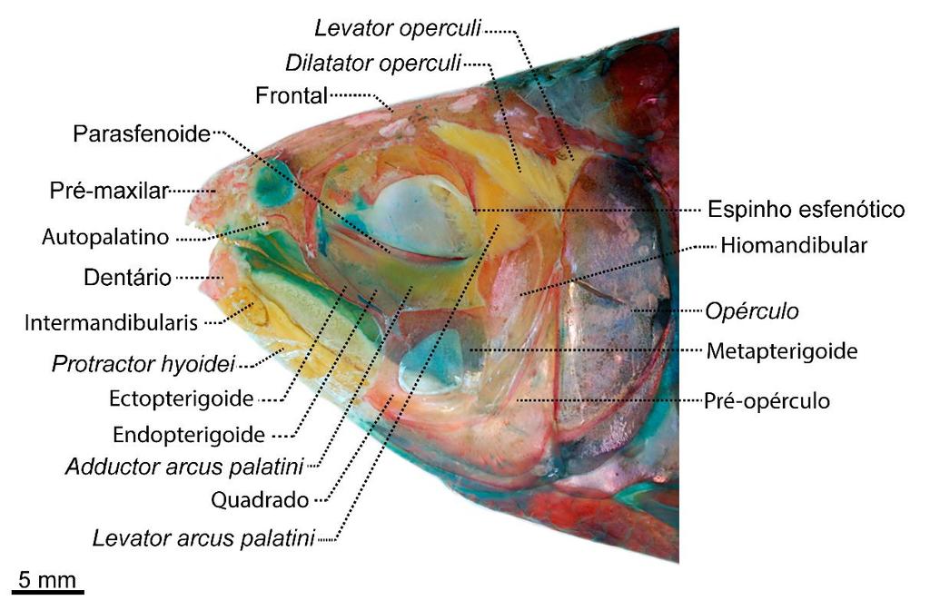 O músculo levator arcus palatini de ambas as espécies se origina no neurocrânio, principalmente no osso esfenótico, e se insere apenas na porção dorsal do hiomandibular.
