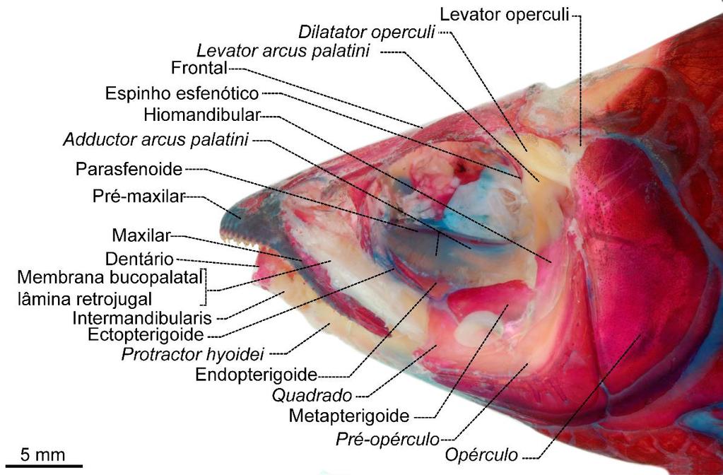 Figura 5. Musculatura cefálica profunda e suspensório de Chalceus epakros, LIRP 10534 (141,43 mm CP); Vista lateral esquerda.