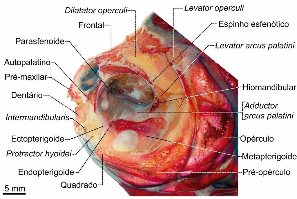dorsal do metapterigoide e, mais anteriormente, no osso endopterigoide, em sua face lateral, e no osso autopalatino. É válido ressaltar que, assim como em P.