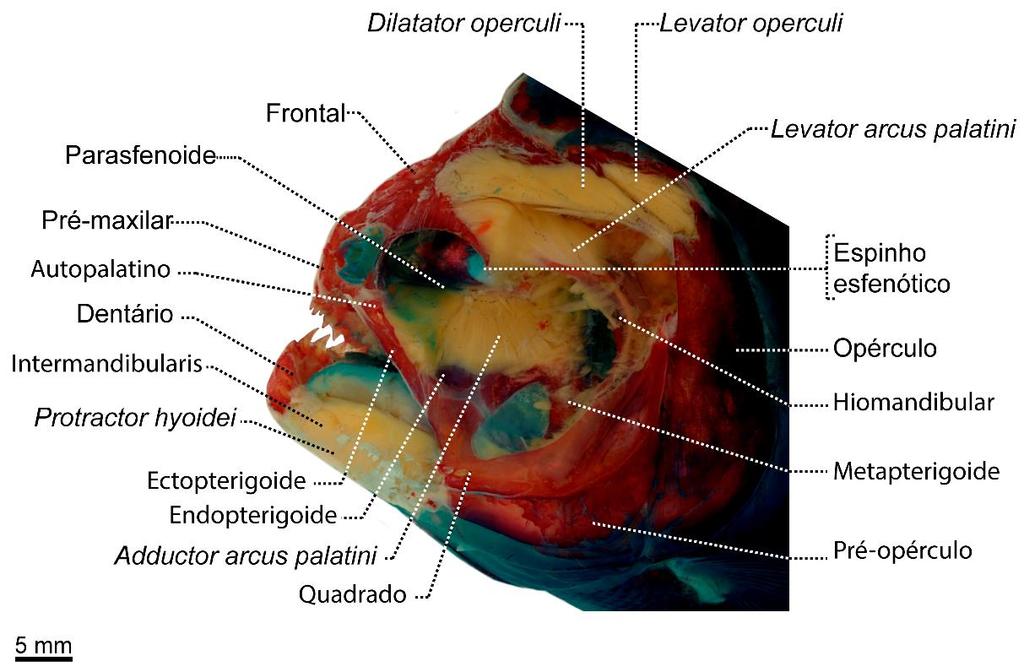 Figura 13. Musculatura cefálica profunda e suspensório de Pygocentrus nattereri, LIRP 7144 (127,56 mm CP); Vista lateral direita, imagem invertida horizontalmente para facilitar visualização. 3.1.3. Arco mandibular Considerações gerais A mandíbula superior é formada por dois pares de ossos de origem dérmica, os ossos maxilares e pré-maxilares.