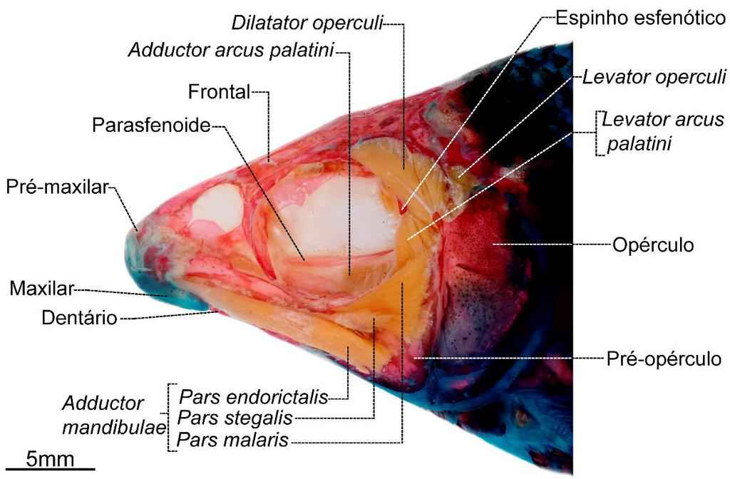 Figura 20. Musculatura cefálica superficial de Hemiodus sterni, LIRP 7636 (122,13 mm CP), vista lateral esquerda.