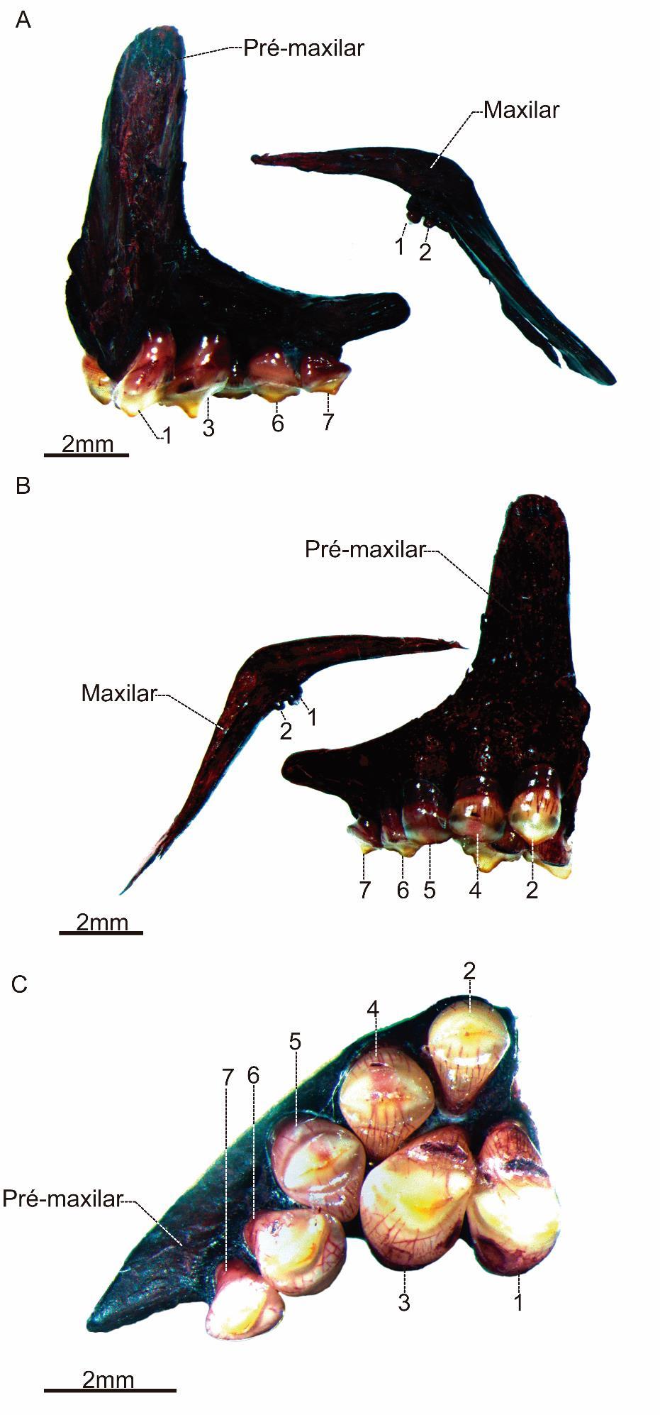 Figura 22.