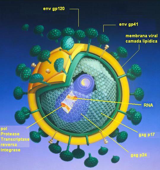15 2.2 Classificação e estrutura do HIV O Vírus da Imunodeficiência Humana pertence à família Retroviridae, subfamília Lentivirinae, gênero Lentivírus.
