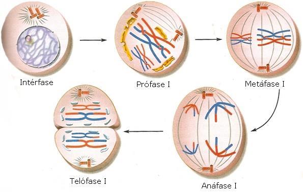 Ao terminar a 1ª divisão, cada célula possui apenas um cromossomo duplicado de cada tipo (células-filhas são haploides).