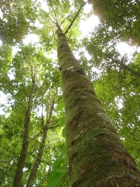 Guanandi