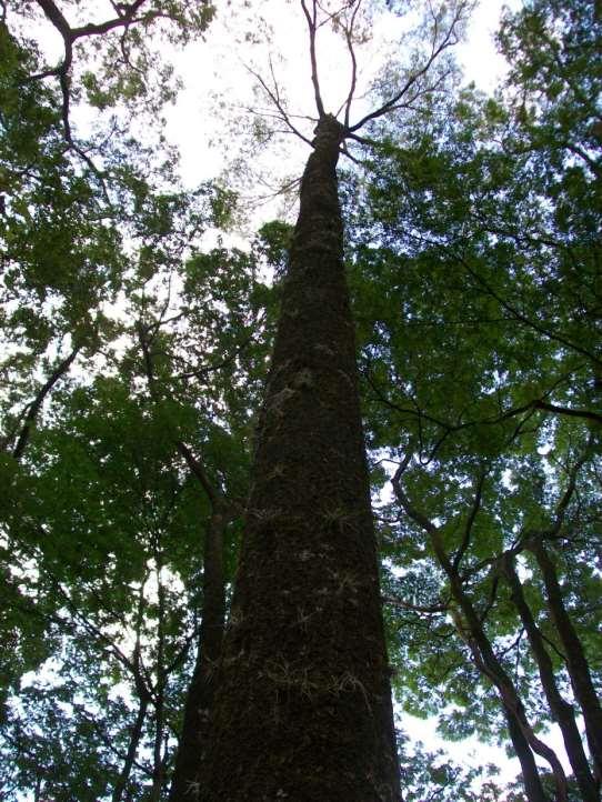 JEQUITIBÁ ROSA Cariniana legalis Nomes Populares: jequitibá-rosa, jequitibávermelho, jequitibá-grande, apucaia-de-apito, paucarga, jequitibá-cedro, estopa, pau-caixão, congolode-porco Família: