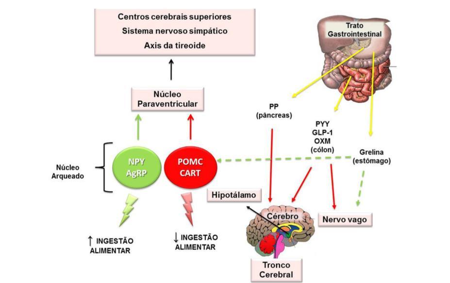 11 Figura 5 - Ação hormonal da Grelina influenciando a ingestão alimentar: hipotálamo, tronco cerebral e nervo vago. Fonte: Alvarez-Leite, Soares e Texeira (2017).
