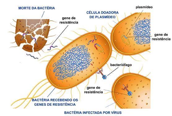 Transferência de