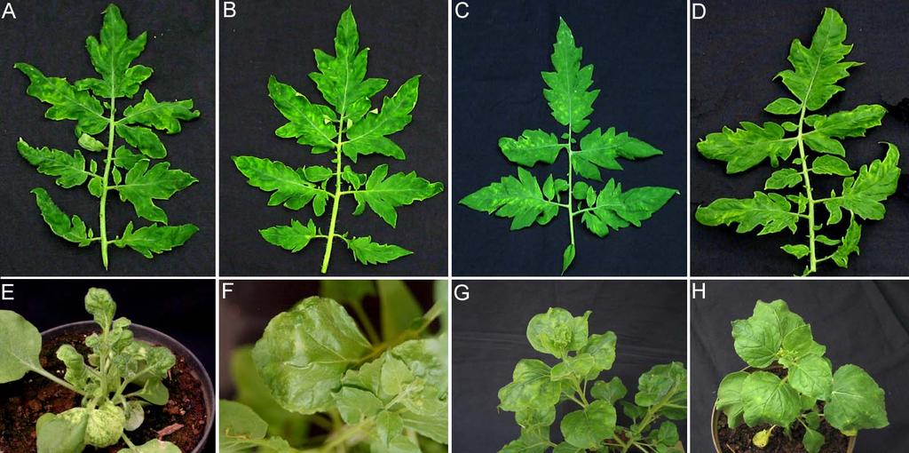 Figura 2. Sintomas induzidos pelo ToYSV, ToRMV e pelos vírus recombinantes em plantas de tomateiro e Nicotiana benthamiana aos 14 dpi. A.