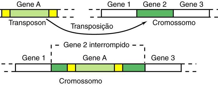 Transposição Podem afetar