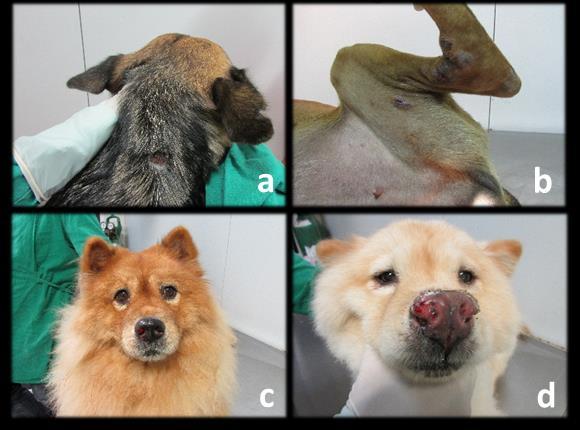 Os cães incluídos no estudo apresentaram diferentes formas clínicas (Figuras 5, 6, 7 e 8), sendo a forma cutânea fixa a mais frequente.