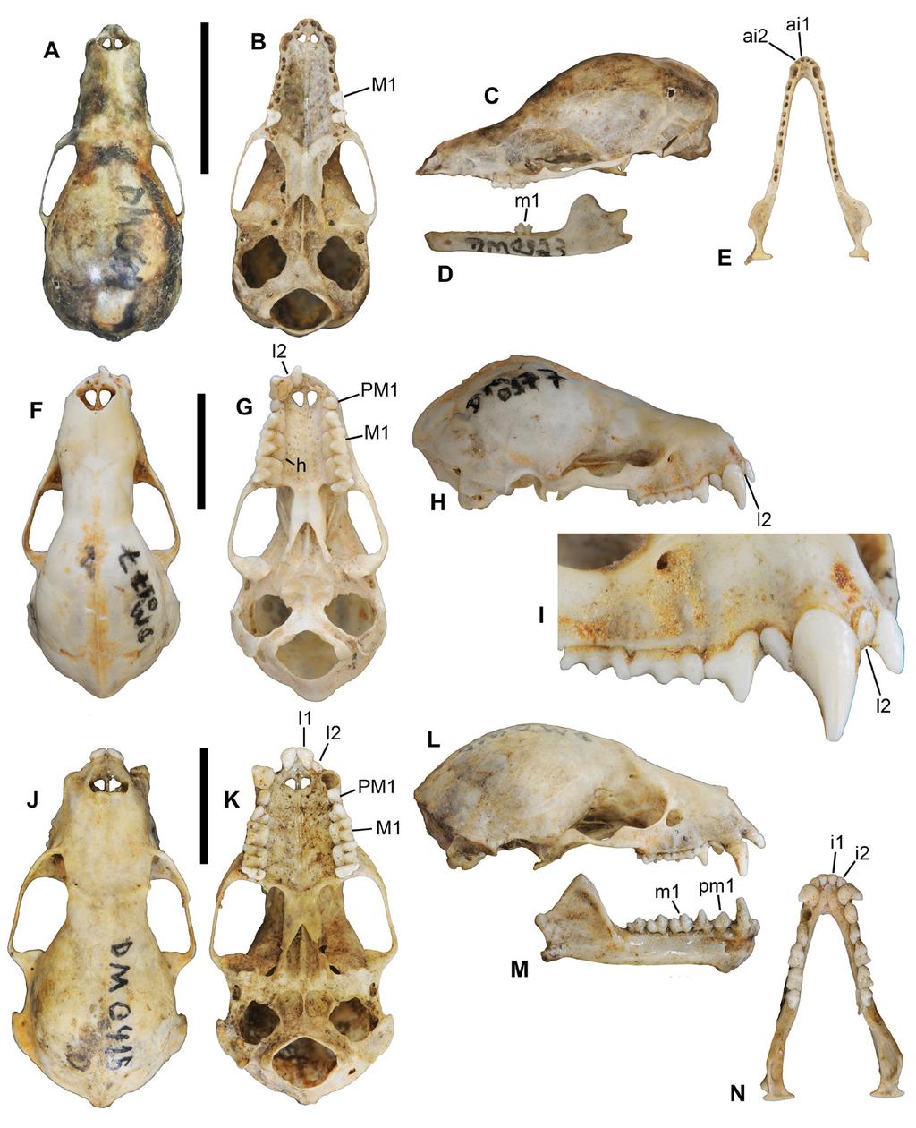 80 Jesus & Oliveira: Morcegos em egagrópilas da coruja-das-torres no nordeste brasileiro Figura 6. Filostomídeos glossofagíneos e filostomíneos. A-E, crânio de Glossophaga sp.