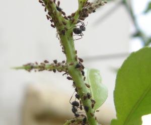 A Camponotus rufipes; B Camponotus crassus; C Ectatomma brunneum; e D Crematogaster sp.. citros.