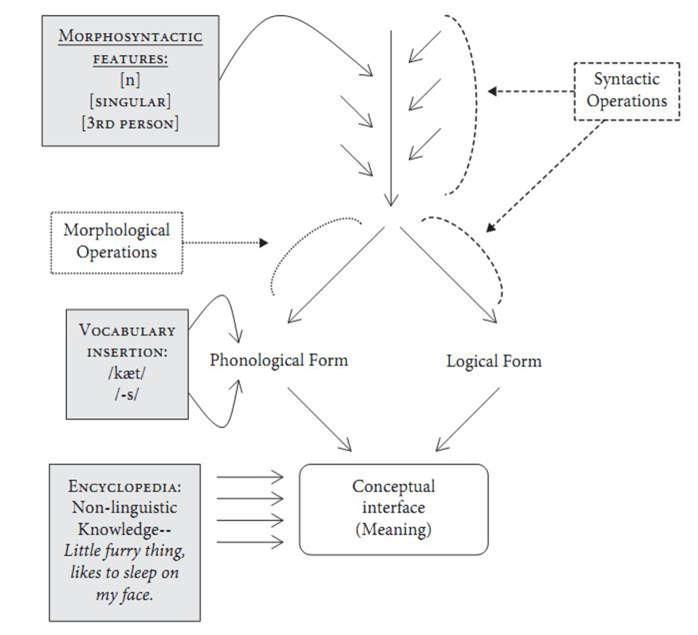 Figura 2 - Modelo de gramática da Morfologia Distribuída Fonte: SIDDIQI, 2009, p. 14. Outro modelo aqui assumido é o proposto por Borer (2013c).