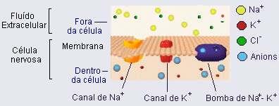 3. Fármacos que Interagem com Canais Iônicos: Ex: Anestésicos que bloqueiam os