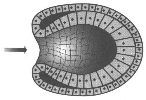 d) Nematelmintos, Equinodermos e Cordados. e) Cnidários, Platelmintos e Artrópodes. 9. (UFSM) Sobre a organização morfológica dos filos invertebrados, assinale a alternativa correta.