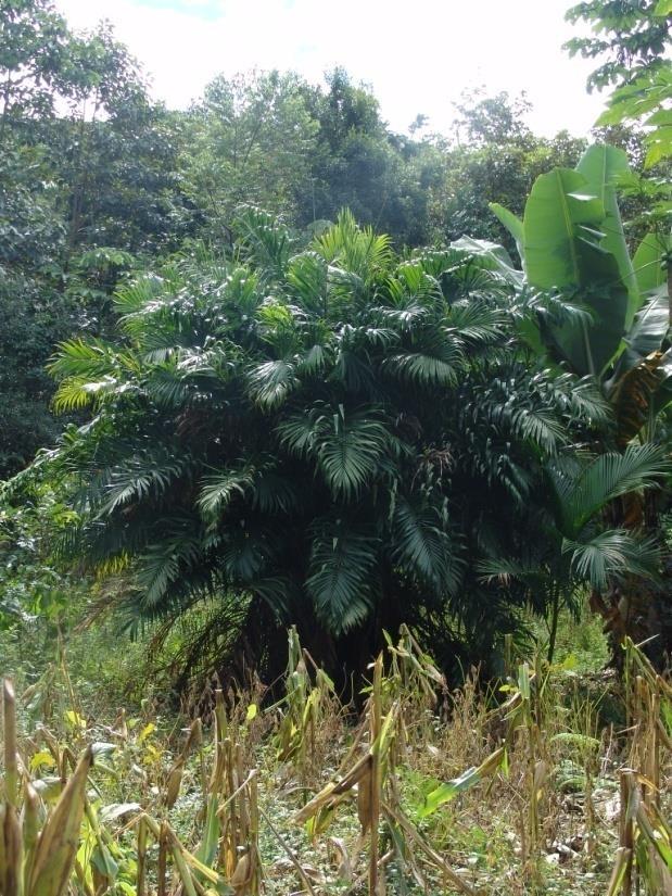 Annona maritima