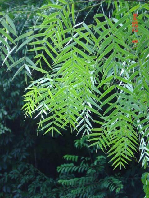 Agonandra excelsa