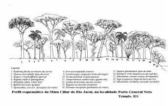 (baixas) matas psamófilas (matas arenosas) matas brejosas (matas turfosas) matas ripárias (matas