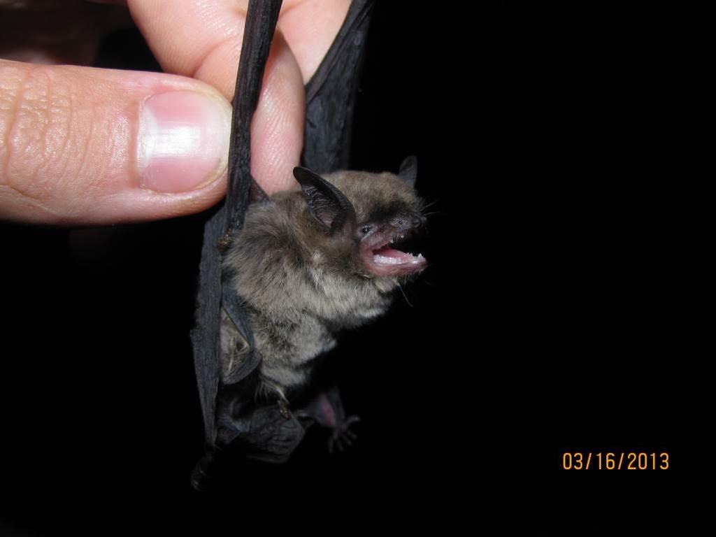 Figura 202 Indivíduo do gênero Myotis (morcego) (REG 14).
