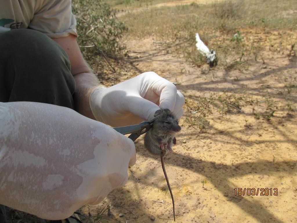 Figura 163 Indivíduo da espécie Wiedomys pyrrhorhinos (rato-do-mato) sendo marcado com brinco de identificação.