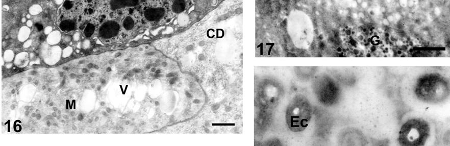 (M), vacúolo (V), célula apoptótica (CA) e núcleo (N). Barra= 2 µm. Fig. 17.