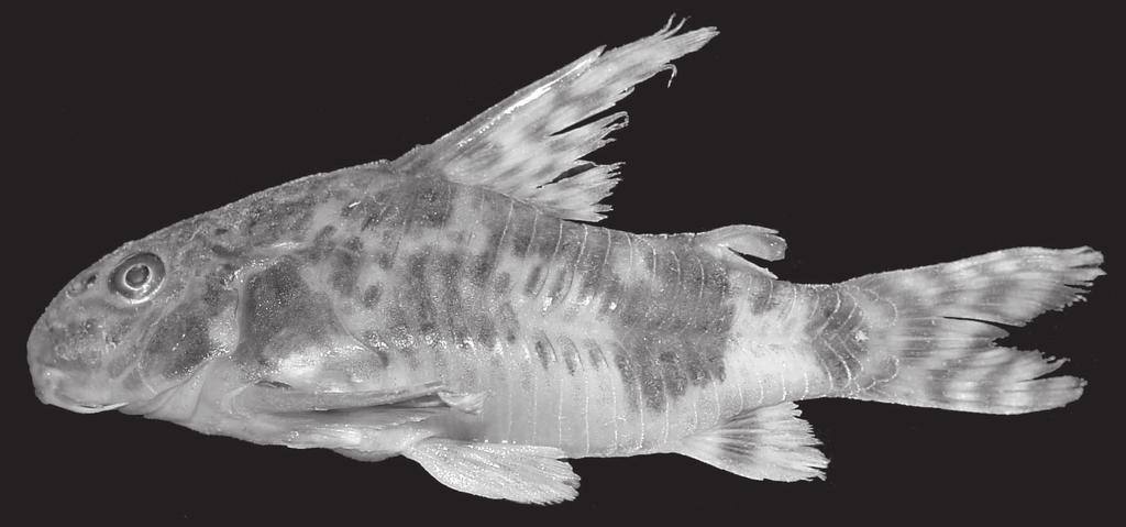 368 O. A. Shibatta & A. C. Hoffmann Figura 1. Exemplar macho de Corydoras paleatus da bacia do rio Tibagi (MZUEL 1718, 48,4 mm CP).