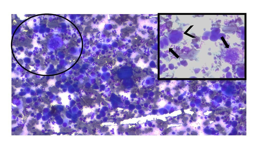 as características macroscópicas e o histórico do animal, a primeira suspeita clínica foi carcinoma mamário (GOLDSMICHT et al, 2017).