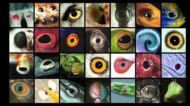 Descrição Cirurgia Expressão Desenvolvimento do Olho 1. De onde as células vêm?