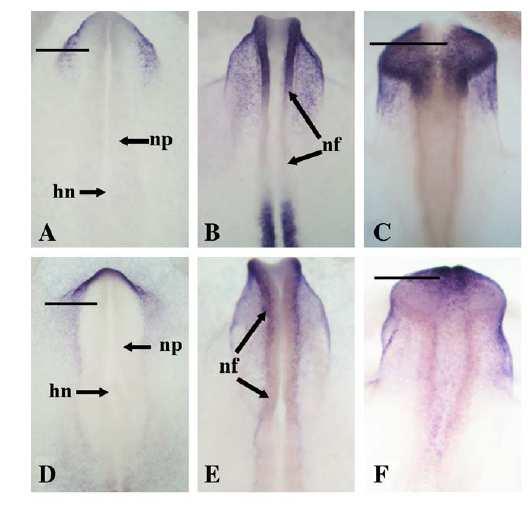 fator de transcrição Pax6 fica com expressão restrita aos tecidos ópticos em desenvolvimento