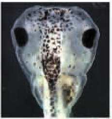 Mecanismos Não é vertebrado DESVANTAGENS Drosophila melanogaster