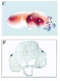 Embriões de Cefalópodos