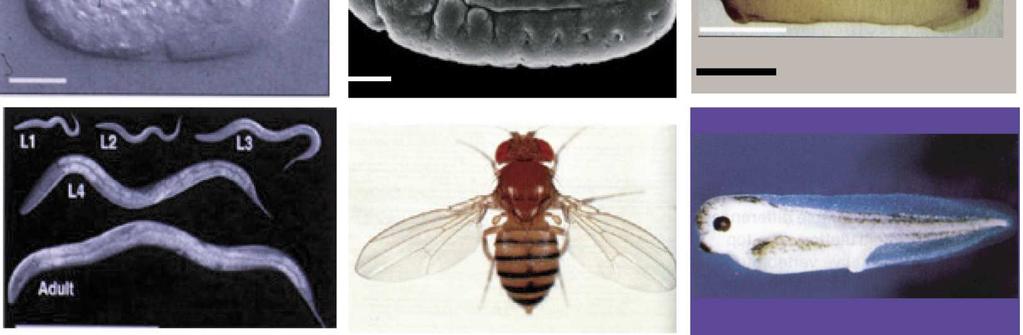 !) Drosophila m.