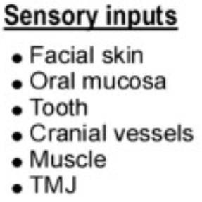 SISTEMA SENSORIAL TRIGEMINAL Aspecto Afetivo - Emocional Aspecto Sensorial e