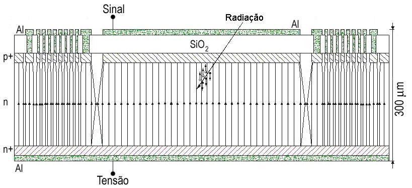 70 Materiais por Feixes Iônicos do Instituto de Física da Universidade de São Paulo (LAMFI/IF- USP), determinou-se a espessura da camada de Al e SiO 2, que foram,