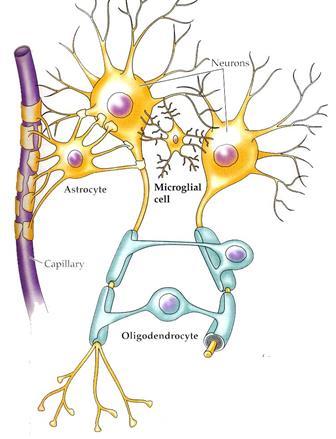 CÉLULAS DA GLIA Astrócitos nutrição; sustentação; regulação de K