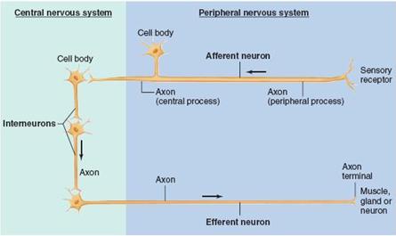 Organização do Sistema Nervoso Neurônios sensoriais (aferentes) - A