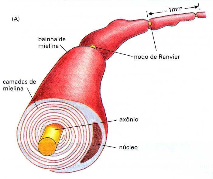 Mielinização dos axônios