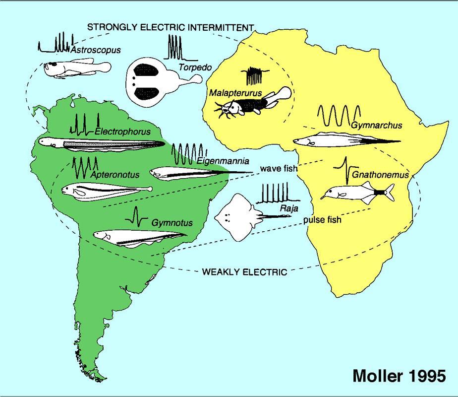 Distribuição