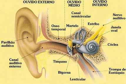 2. Deficiência Auditiva MINISTÉRIO DO TRABALHO É a perda bilateral da audição, parcial ou total, de quarenta e um decibéis (db) ou mais, aferida por audiograma nas frequências de 500HZ, 1.000HZ, 2.