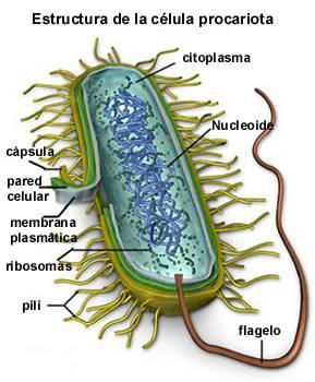 1. As bactérias Gram-positivas e Gram-negativas e a Coloração Gram As bactérias caracterizam-se por serem