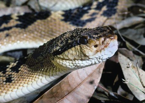 13) uma serpente arborícola, com cauda preênsil, coloração verde azulada, de hábitos noturnos, sendo bastante rara na Reserva. A subespécie nominal ocorre na Mata Atlântica do Brasil, enquanto que B.